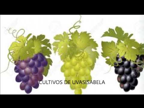 PVD ANTONIO NARIÑO MOVIE MAKER  DOMITILA