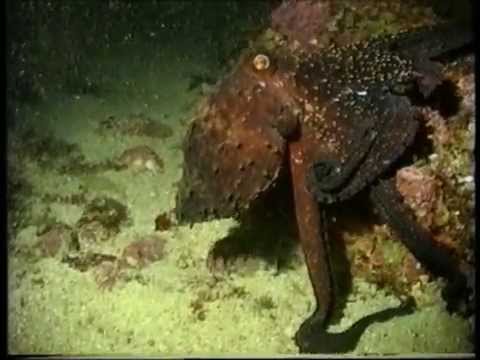 Night dive at Poor Knights - TRADEZONE GONE FISHIN "Blast from the Past'