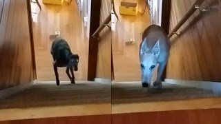 Cute comparison of stair climbing greyhounds