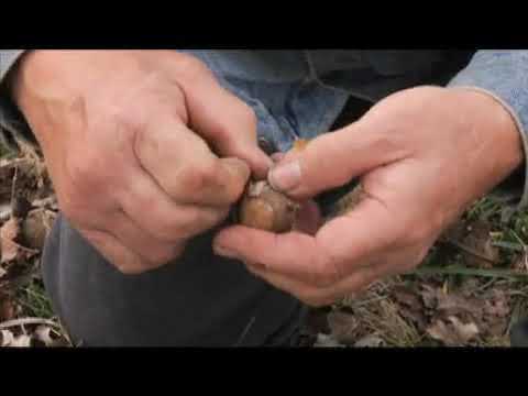 How to Gather Burr Oak Acorns