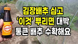 김장배추 심고 '이것' 뿌리면 대박 통큰 배추 수확해요