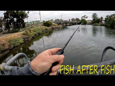 I FOUND THE BEST BAIT FOR FISHING IN MELBOURNE'S RIVER SYSTEMS