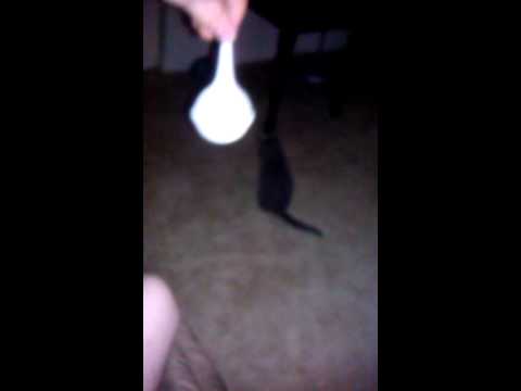 Carly rose hallelujah