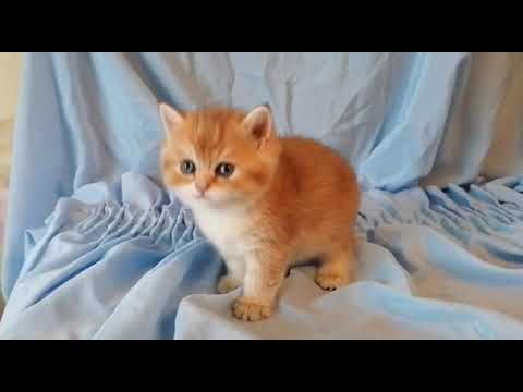 FRANCIE CHOCOLATE BOUTUQUE