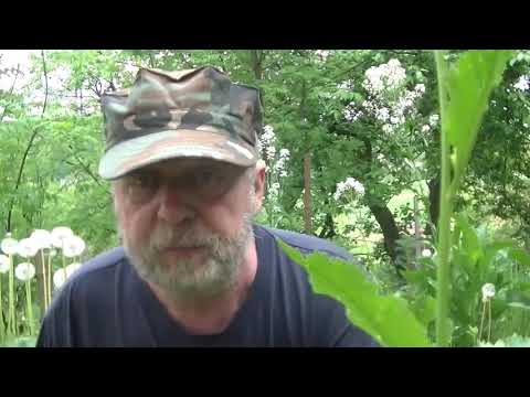 Chrzan i jego dobre strony