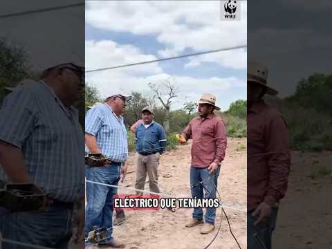 Estrategias de coexistencia: ganaderos y jaguar