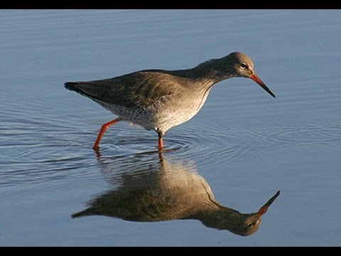 BTO Bird ID - Common shanks