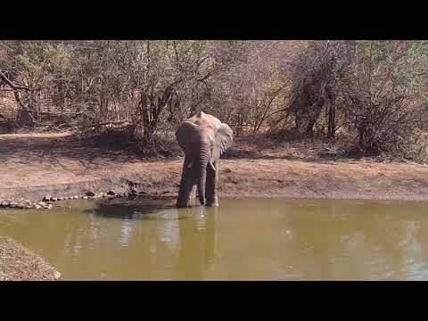 Kwa: Lone Elephant - 08/24//19