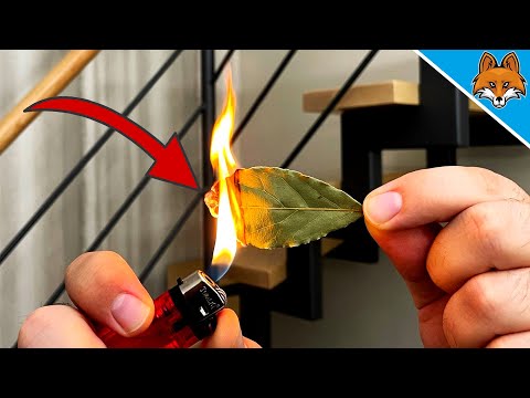 Allume cette feuille dans ton appartement et étonne toi de ce qui se passe 🤯💥