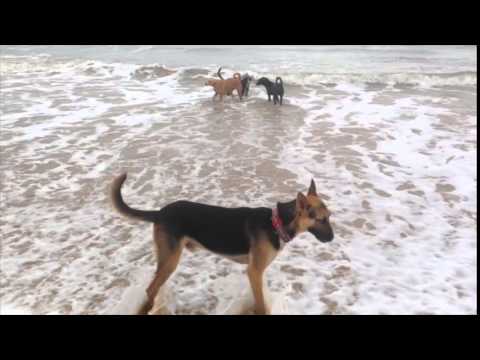 I am Tipu Dog the Noseless German Shepherd, on the Beach