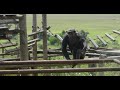 ChimpUpdate Chimpansee Lemba