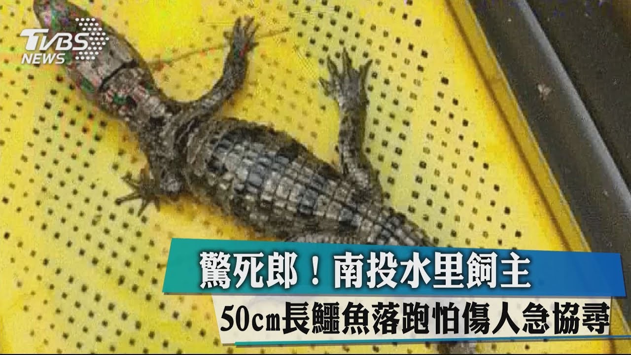 驚死人！水里50cm長鱷魚落跑　飼主怕傷人急協尋