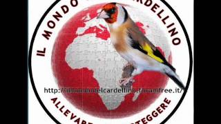 CANTO CARDELLINO GRATIS SCARICA