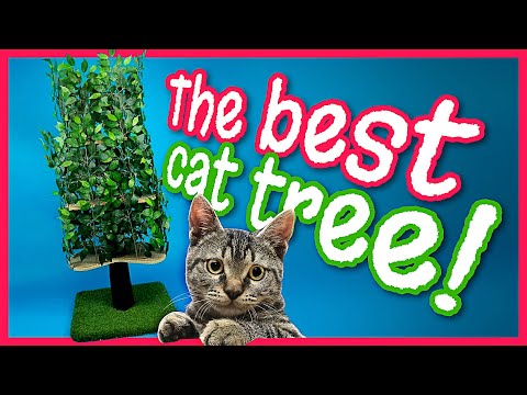 The Best Cat Tree! | On2Pets Cat Tree Review