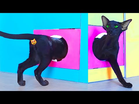 Funny Cat challenge | Reducing Hole For The Cat | Oriental Cat