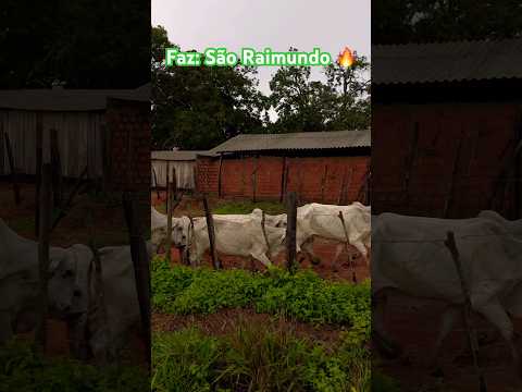 Fazenda São Raimundo… no povoado aldeia Altamira do Maranhão #osmeninodapecuária