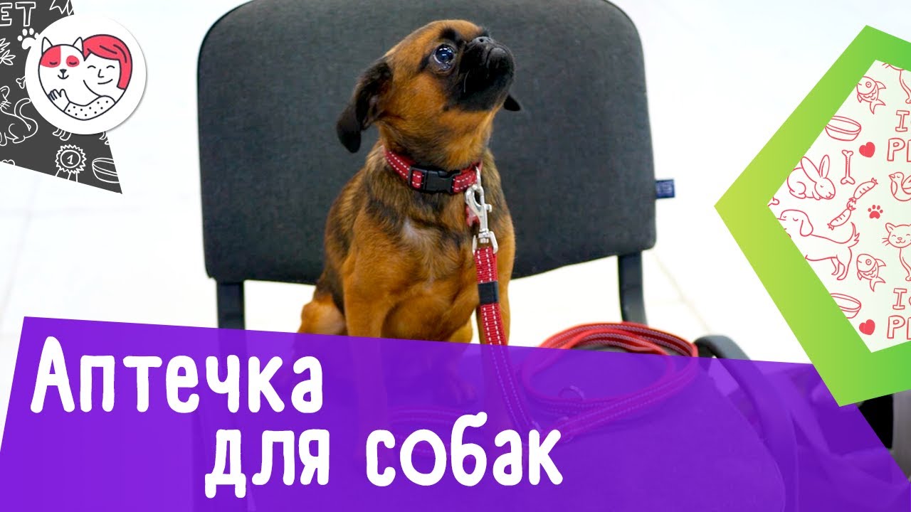 Аптечка первой помощи для собак: 8 главных элементов
