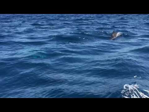 Dolphins in Mediterranean, Alboran Sea