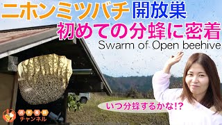【ニホンミツバチの開放巣】初めての分蜂に密着！！