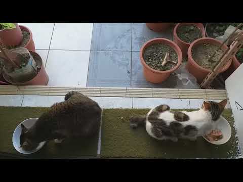 1944. Trio imut mampir maksi 3:27 pm 🐈🐈😻😻.