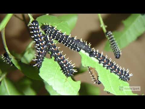 Bunaea alcinoe - An African Silk Moth