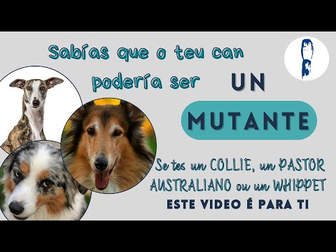 Vídeo: É o teu can un mutante?