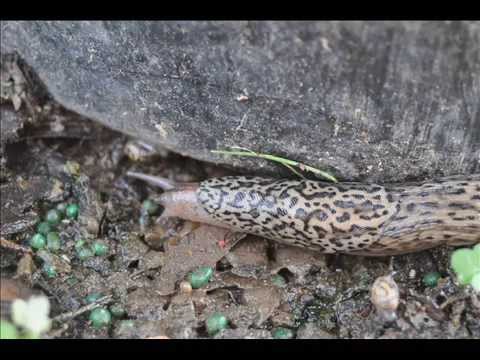 Terrible Garden Pest    Leopard Slugs