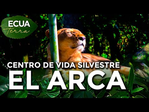 Ecuaterra🌱 Archidona, Napo: 280 animales habitan en Centro de Vida Silvestre El Arca | Ecuavisa