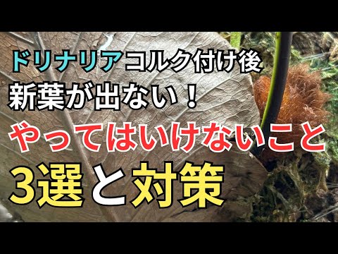 なぜ植物にコルクを入れるのか 屋内 庭 マルチ 排水用土
