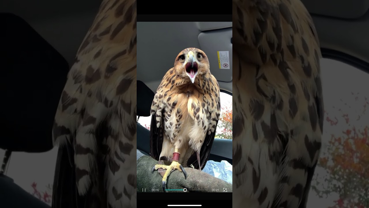 お手てないないするハリスホーク