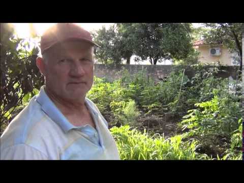 Os maracujás do seu Luiz