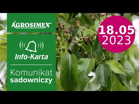 Grusze - infekcja Pseudomonas i co dalej? - komunikat sadowniczy | Agrosimex