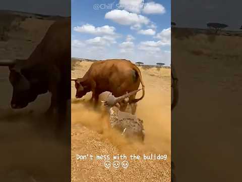 Don't Mess With the Bull! 🐂💨