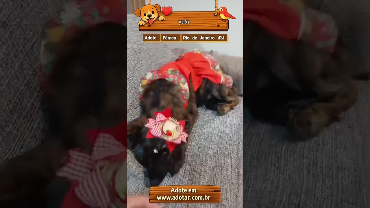 Cachorro raça SRD-ViraLata idade 2 a 6 meses nome yuki
