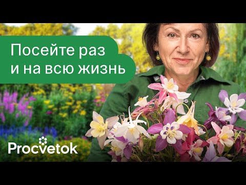 КЛУМБА ЗАСЕЕТ СЕБЯ САМА! Самые красивые цветы, которые размножаются самосевом