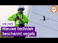 'Miljoen vogels vliegen zich dood tegen hoogspanningsleidingen' nu is er een oplossing