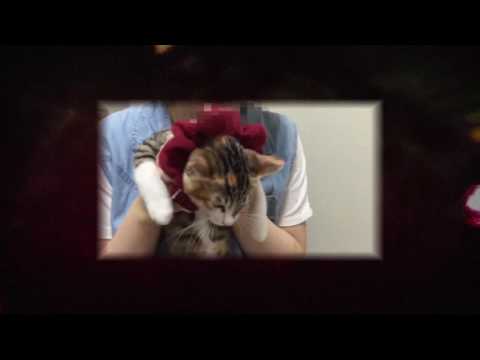 死霊映像　禁断の場所編　CM