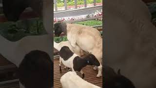 Download lagu Proses kawin domba sulfox | sheep mating process mp3