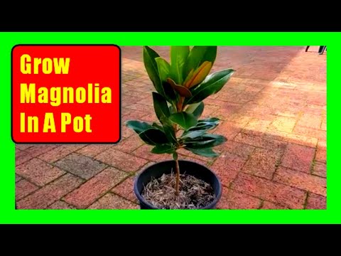 , title : 'How To Grow Magnolia Trees In Pots:  Magnolia Care Tips'