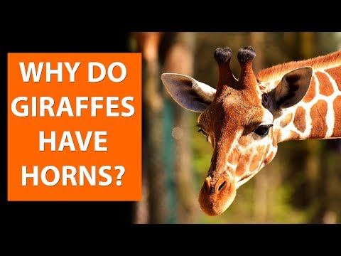 Why do GIRAFFES have horns?