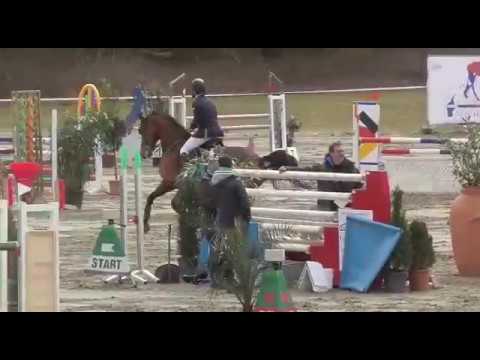 JG 2012: Holsteiner Stute von New Quidam x Diamant de Semilly