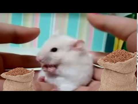 ХОМЯК (белый)/A HAMSTER (white)
