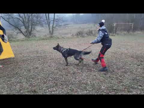 Ruby Rose Leryka - obrana (11,5 měsíců) 11/2020