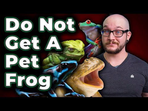 DO NOT GET A PET FROG, They Suck! Three Reason's Why!