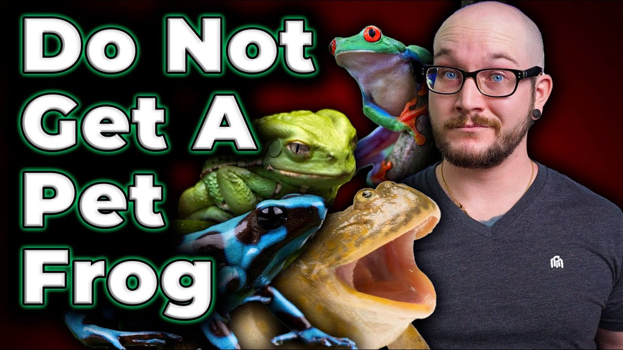 Watch video DO NOT GET A PET FROG, They Suck! Three Reason's Why! Now DO NOT GET A PET FROG, They Suck! Three Reason's Why!