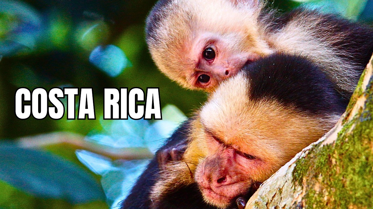 COSTA RICA | Wildlife in the Rainforests - Documentary