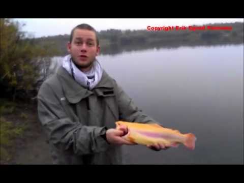 Guldørred i Mjøls Lystfiskeri – sådan blev de fanget lørdag morgen.,…