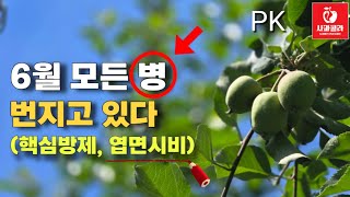 [사과재배] 6월 핵심방제와 엽면시비/가을 착색 지금부터
