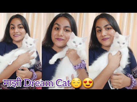 आपल्या Family चा नवीन मेंबर😄माझी Dream Cat😍 काय नाव आहे तीच? #catlover #dhanshrishinde