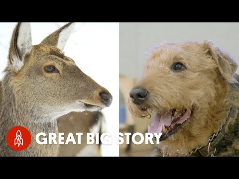 The good people protecting animals